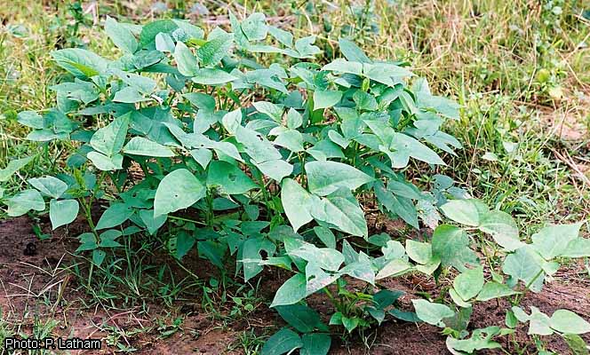 Vigna unguiculata unguiculata